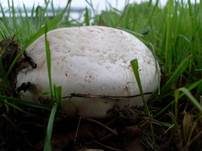 Sparrigschuppiger Champignon, Foto 13