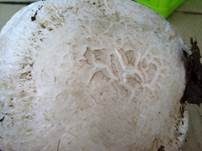 Sparrigschuppiger Champignon, Foto 20