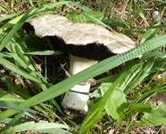 Sparrigschuppiger Champignon, Foto 23