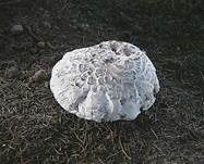 Sparrigschuppiger Champignon, Foto 10