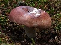 Speisetäubling, Foto 6