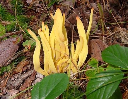 Spindelförmige Wiesenkeule, Foto 4