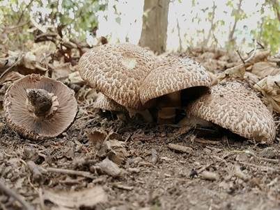 Spindelfüßiger Egerling, Foto 2