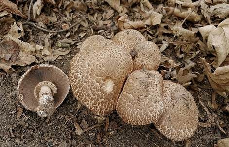 Spindelfüßiger Egerling, Foto 3