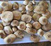 Spindelfüßiger Egerling, Foto 6