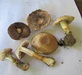 Spindelfüßiger Egerling, Foto 7