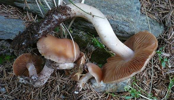 Spindeliger Wasserkopf, Foto 2
