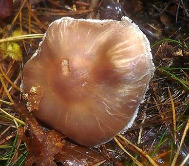 Spindeliger Wasserkopf, Foto 4