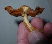 Spindeliger Wasserkopf, Foto 10