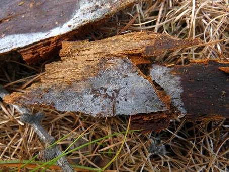 Spindelsporige Zystidentraubenbasidie, Foto 3