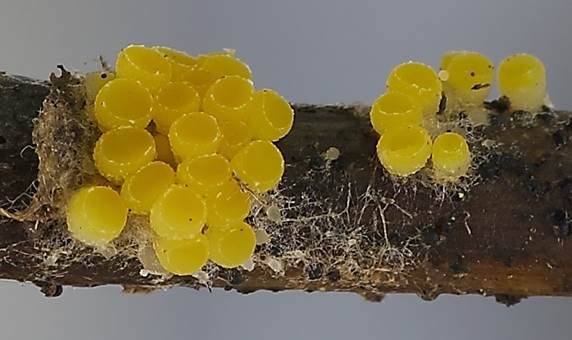 Spindelsporiger Becherling, Foto 2