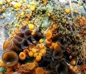 Spindelsporiges Aggregatbecherchen, Foto 9