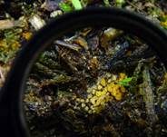 Spindelsporiges Aggregatbecherchen, Foto 10