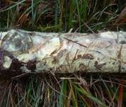 Spinnwebenartiger Rindenpilz, Foto 6