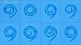 Spiralenpilzchen, Foto 16