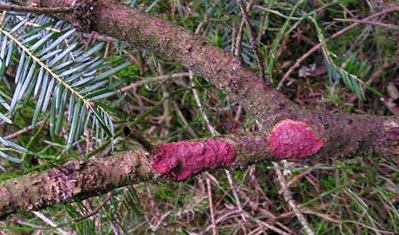 Blutroter Borstenscheibling, Foto 3