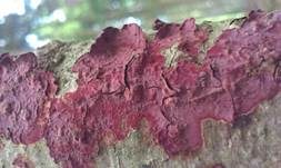 Blutroter Borstenscheibling, Foto 13