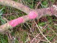 Blutroter Borstenscheibling, Foto 8
