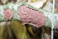 Blutroter Borstenscheibling, Foto 10