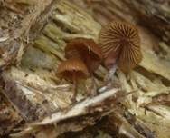 Spitzhütiger Häubling, Foto 8