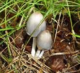 Spitzkegeliger Tintling, Foto 12