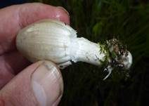 Spitzkegeliger Tintling, Foto 13