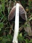 Spitzkegeliger Tintling, Foto 15