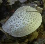 Spitzkegeliger Wulstling, Foto 7