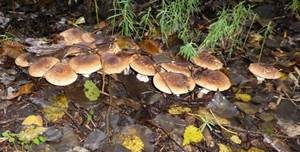 Spitzschuppiger Schirmling, Foto 25