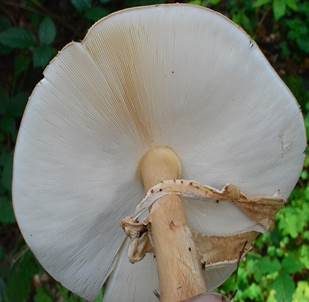 Spitzschuppiger Schirmling, Foto 5