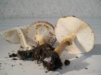 Spitzschuppiger Schirmling, Foto 38