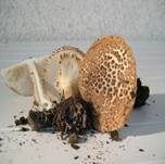 Spitzschuppiger Schirmling, Foto 39