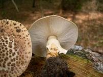 Spitzschuppiger Schirmling, Foto 40