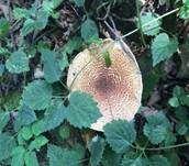 Spitzschuppiger Schirmling, Foto 44