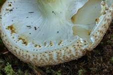 Spitzschuppiger Schirmling, Foto 8