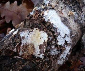 Sporen-Apiculus Gewebehaut, Foto 4