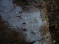 Sporen-Apiculus Gewebehaut, Foto 6