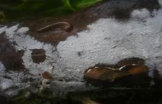 Sporen-Apiculus Gewebehaut, Foto 7