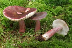 Stachelbeertäubling, Foto 1