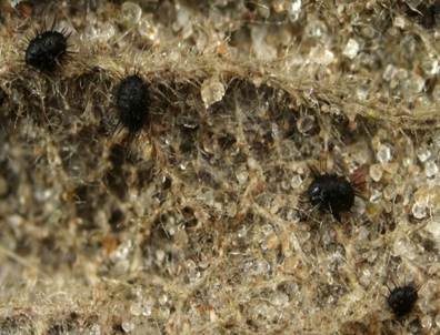 Stacheldung-Schlauchpilz, Foto 2