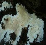Stachelrindenpilz, Foto 12