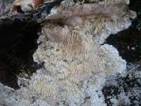 Stachelrindenpilz, Foto 13