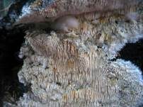 Stachelrindenpilz, Foto 14