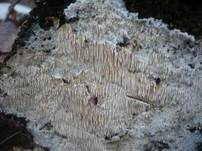 Stachelrindenpilz, Foto 15