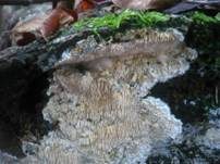 Stachelrindenpilz, Foto 7