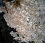 Stachelrindenpilz, Foto 9