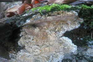 Stachelrindenpilz, Foto 1