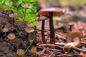 Stachelsporiges Graublatt, Foto 1