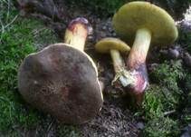 Starkblauender Rotfußröhrling, Foto 12
