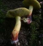 Starkblauender Rotfußröhrling, Foto 13